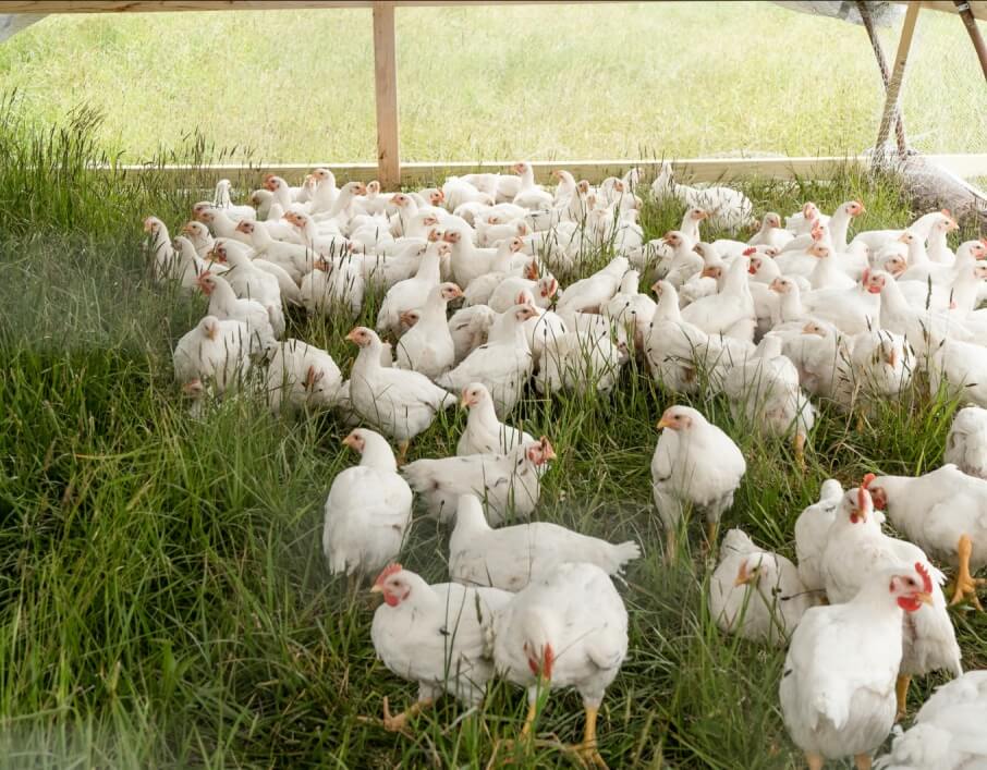 Poultry & Livestock Farming